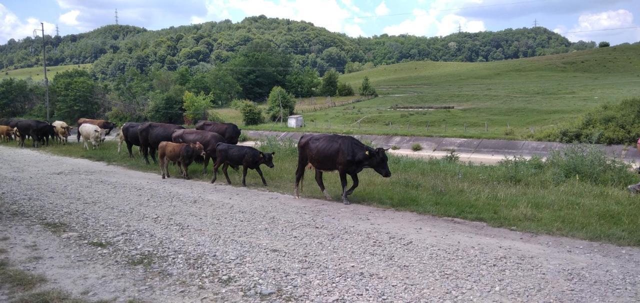 Villa La Livada Valea Danului Esterno foto