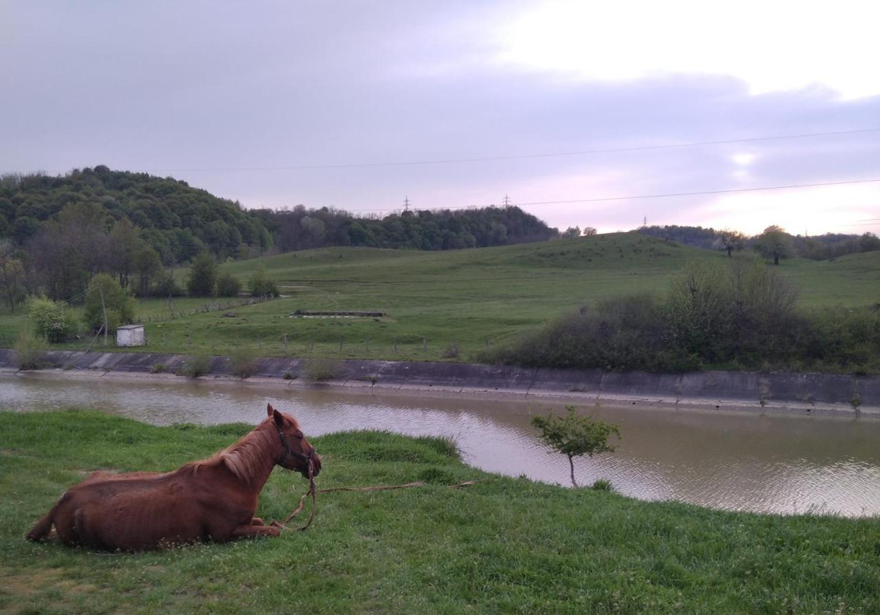 Villa La Livada Valea Danului Esterno foto