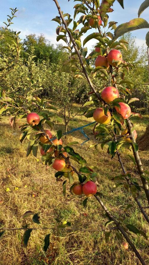 Villa La Livada Valea Danului Esterno foto